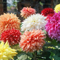 Happy Tree Seeds for Planting, 30 Seeds, Camptotheca acuminata, Fast-Growing Shade Tree, Medicinal and Ornamental Tree