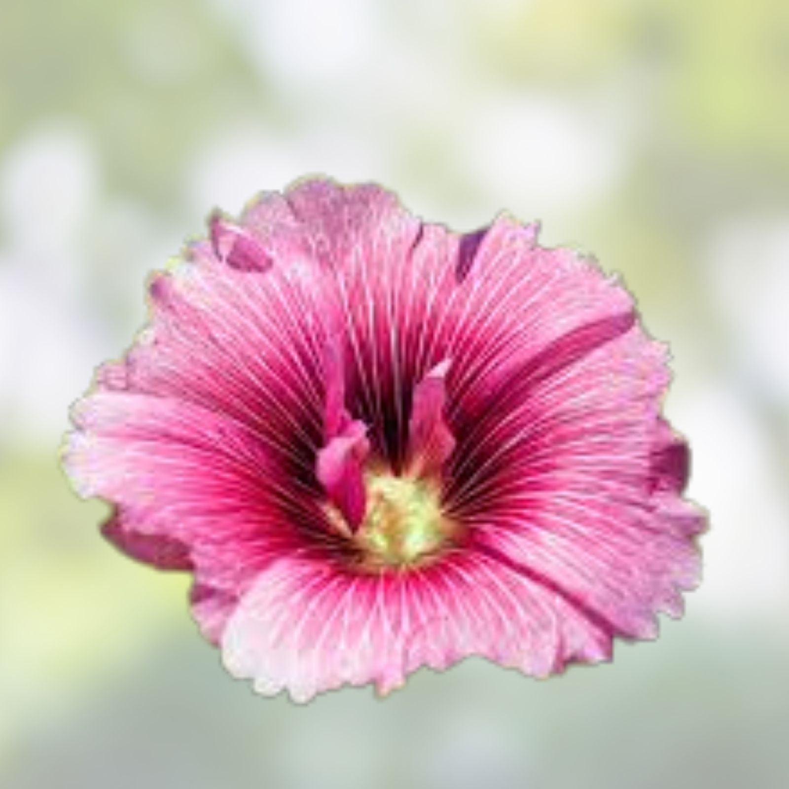 Live Rose Mallow Plant Hibiscus moscheutos 12-inch Bare Root Perennial Flowering Plant for Zones 3-8