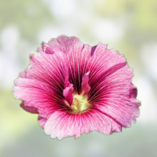 Live Rose Mallow Plant Hibiscus moscheutos 12-inch Bare Root Perennial Flowering Plant for Zones 3-8
