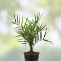 Phoenix Sylvestris Silver Date Palm Live Plant, 2+ Year Sapling, Indoor Outdoor Garden Landscape Tree