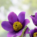 Pulsatilla vulgaris Seeds 500ct White Pasque Flower Perennial Plant Starter Bare Root for Zones 4-8