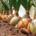 Spanish Yellow Onion Seeds Heirloom Allium cepa Sweet Flavor 25+ Starter Plant Bulb Cutting