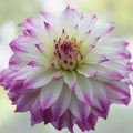 Dahlia Bulb Tuber Ferncliff's Illusion White Purple Live Plant Garden Flower Cuttings