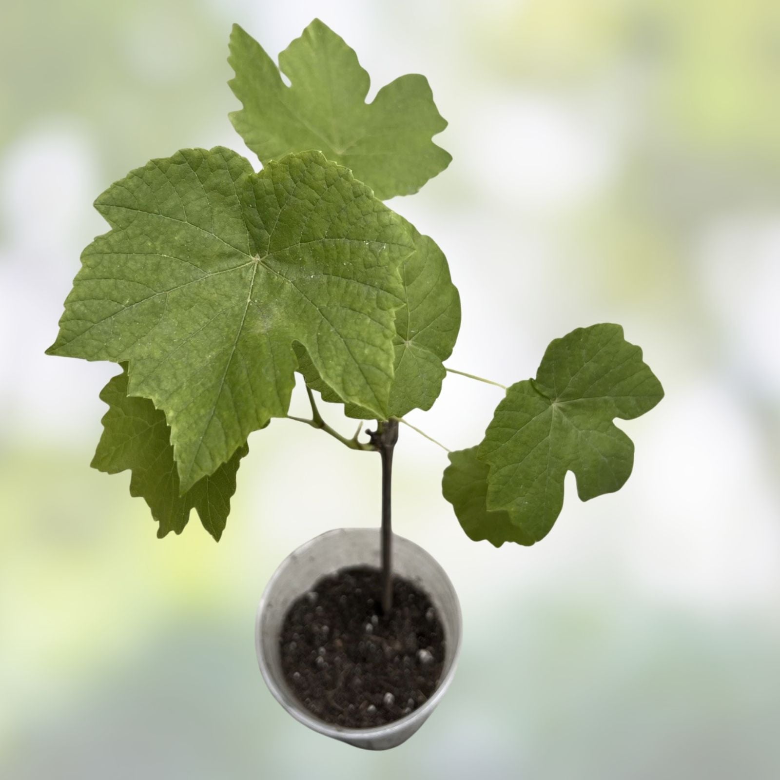 Rada Grape Cuttings 2 Pack, Easy to Root Fruit Vine Propagation, Imported from Ukraine, Fast Growing, No Roots