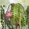 Ric Rac Orchid Cactus Cutting 6" Fish Bone Succulent Cryptocereus anthonyanus Houseplant, Live Plant, Starter Plant