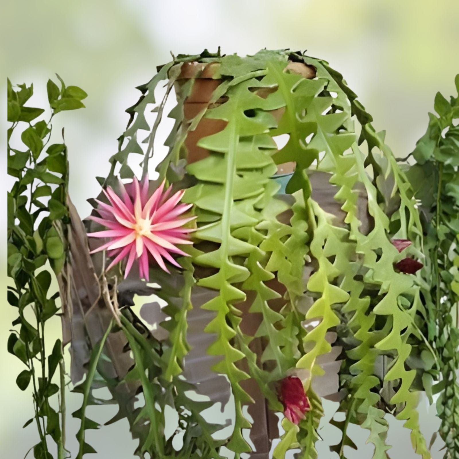 Ric Rac Orchid Cactus Cutting 6" Fish Bone Succulent Cryptocereus anthonyanus Houseplant, Live Plant, Starter Plant