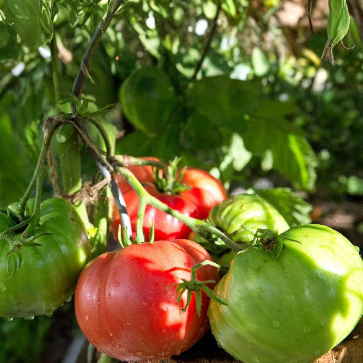 Beefsteak Tomato Seeds - 500 Seeds - Heirloom Non-GMO Vegetable - Solanum lycopersicum