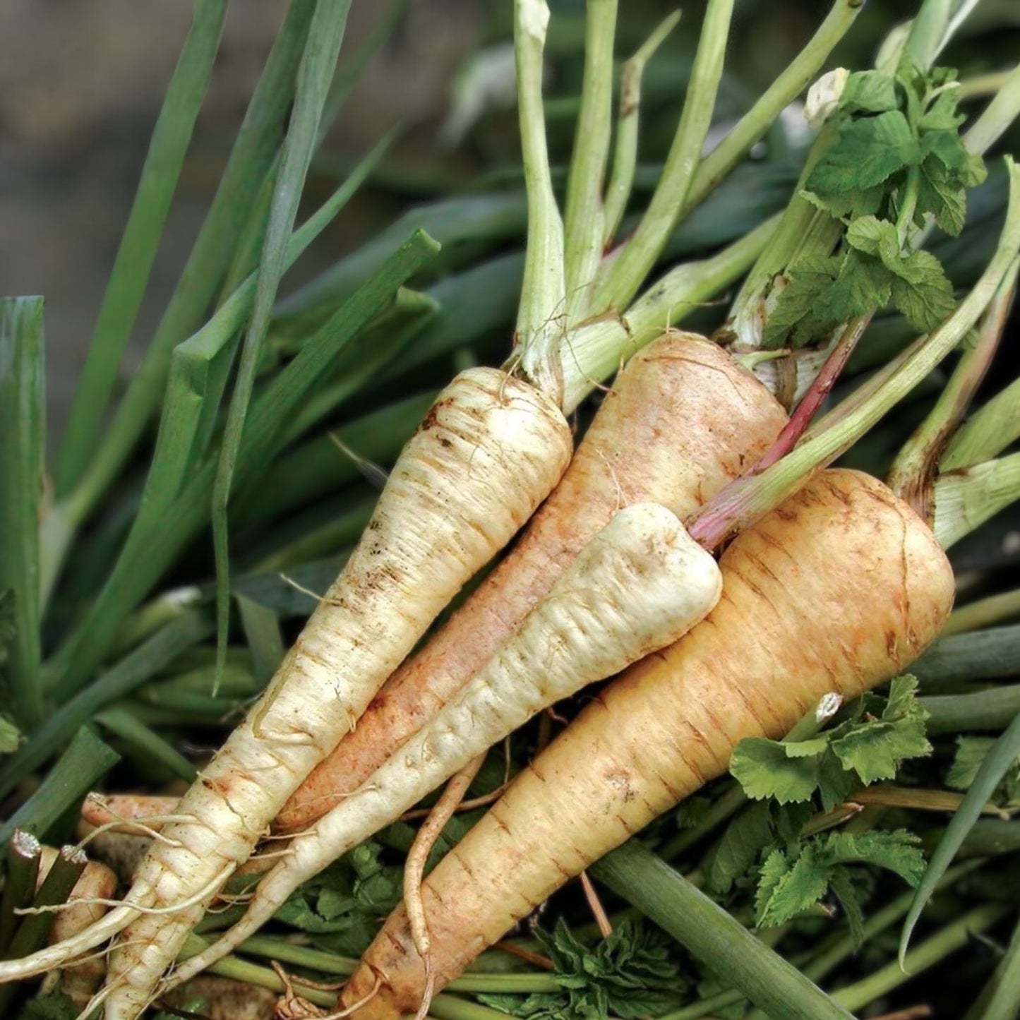Heirloom Parsnip Seeds 25+ Organic Non-GMO Pastinaca sativa Root Vegetable Garden Starter Plant
