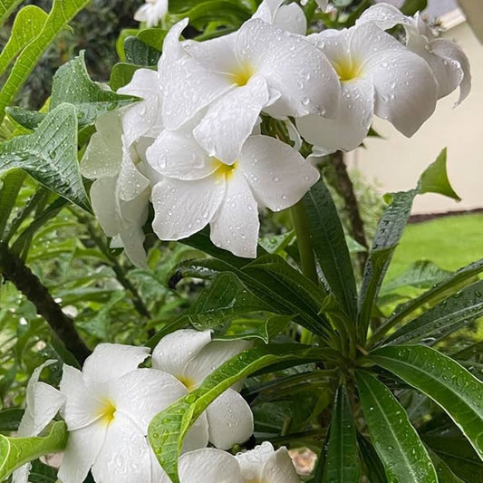 Hawaiian Fiddle Leaf Plumeria Plant – Fragrant Tropical Foliage, Live Indoor Outdoor, Plumeria pudica