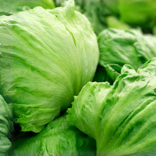 Iceberg Lettuce Seeds 1000 Count – Organic Non-GMO Heirloom Lactuca sativa Salad Garden Starter Plant