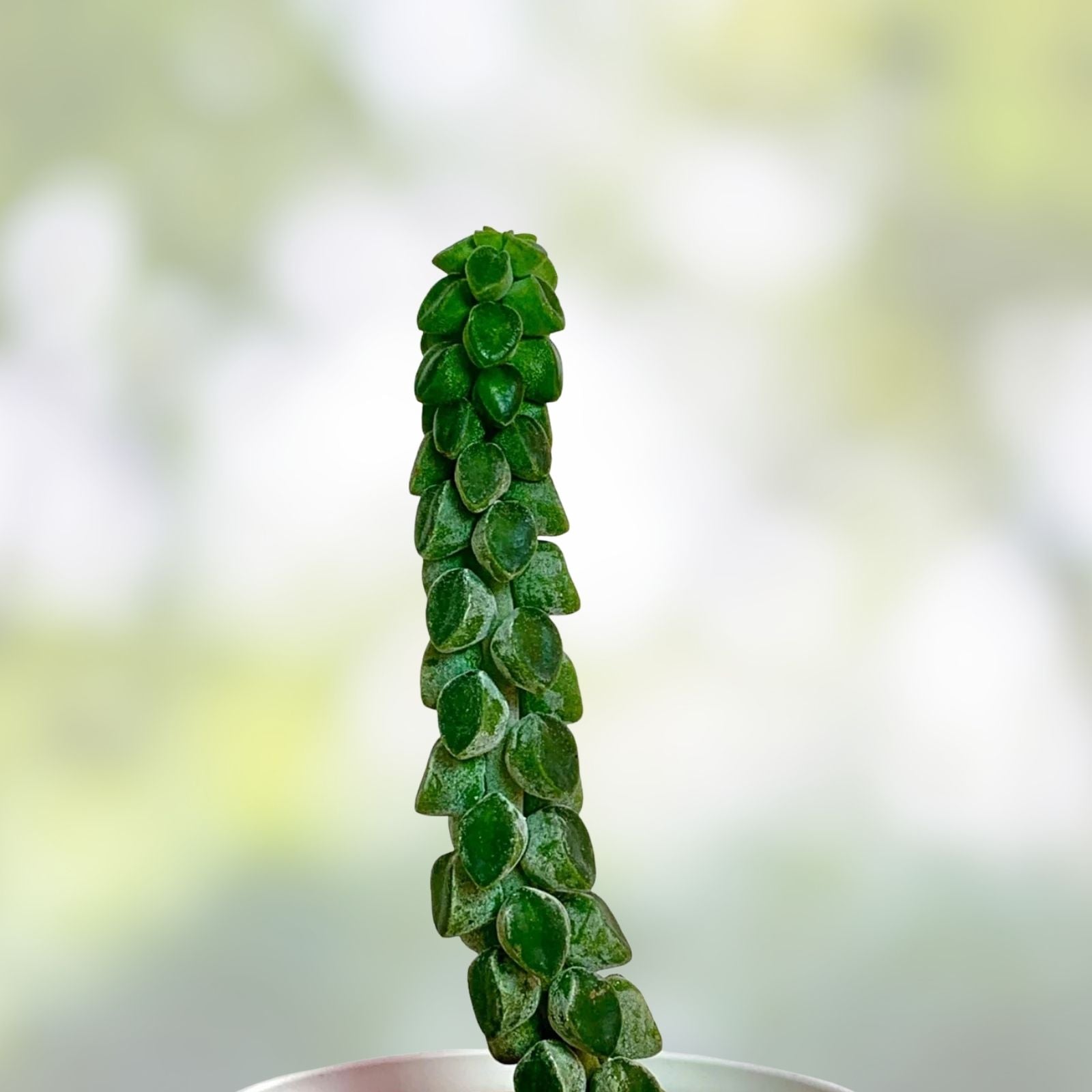 Peperomia Columella Cactus Plant Live Succulent Indoor Houseplant Green Real Plant for Home Decor