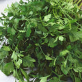 Parsley Seeds 500 Count Dark Green Italian Heirloom Non-GMO Herb Seeds Petroselinum crispum Live Plant Cutting