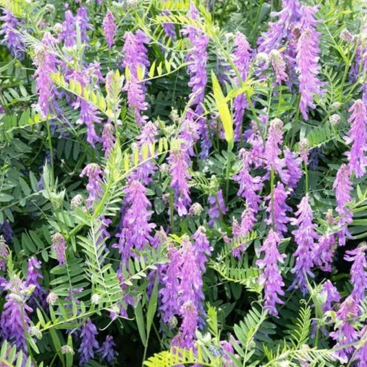 Hairy Vetch Seeds for Planting - Cover Crop, Bee Pasture, Pollinator, Winter Hardy Vicia villosa