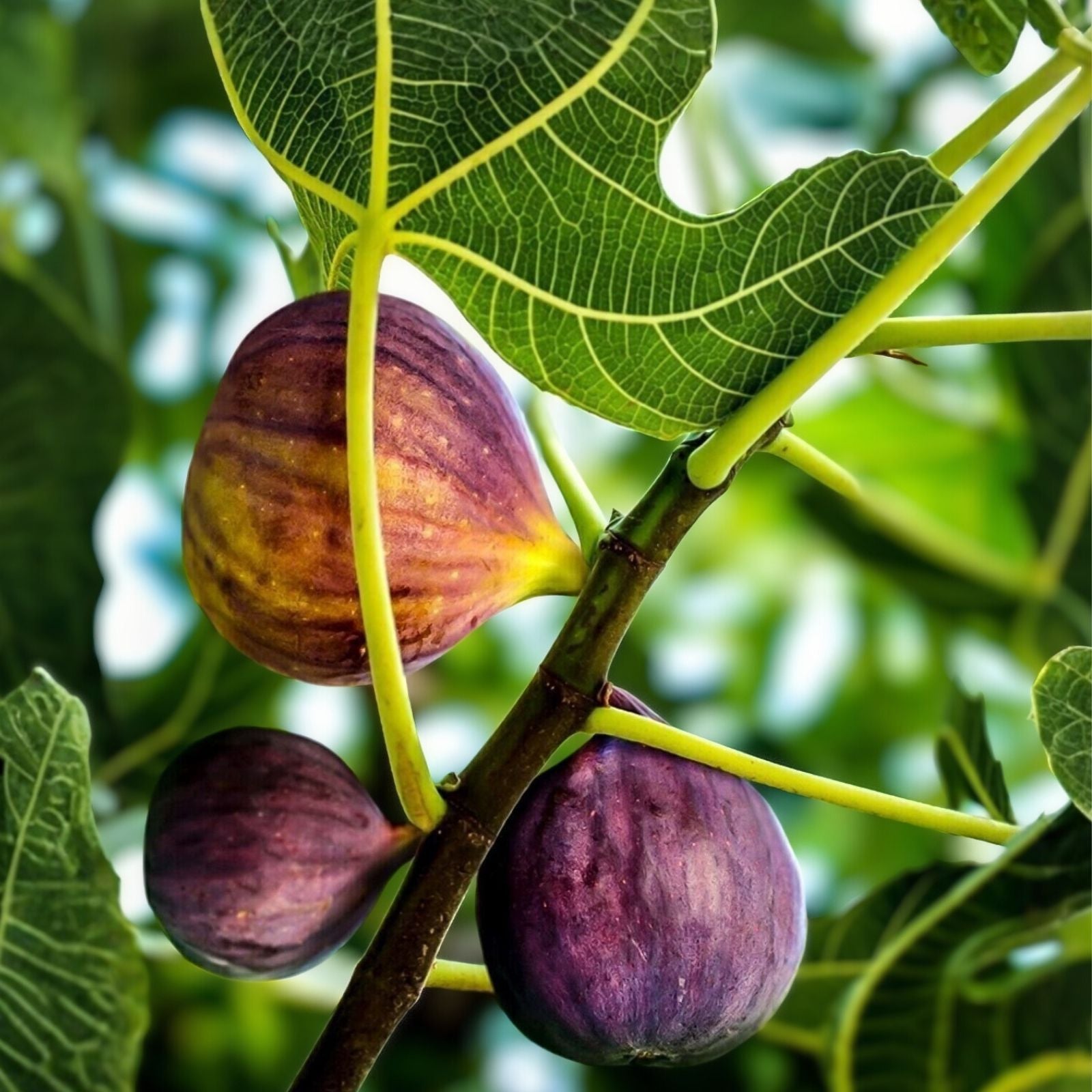 Fig Tree Cuttings White Adriatic Ficus carica Live Plant Starter Bare Root Houseplant