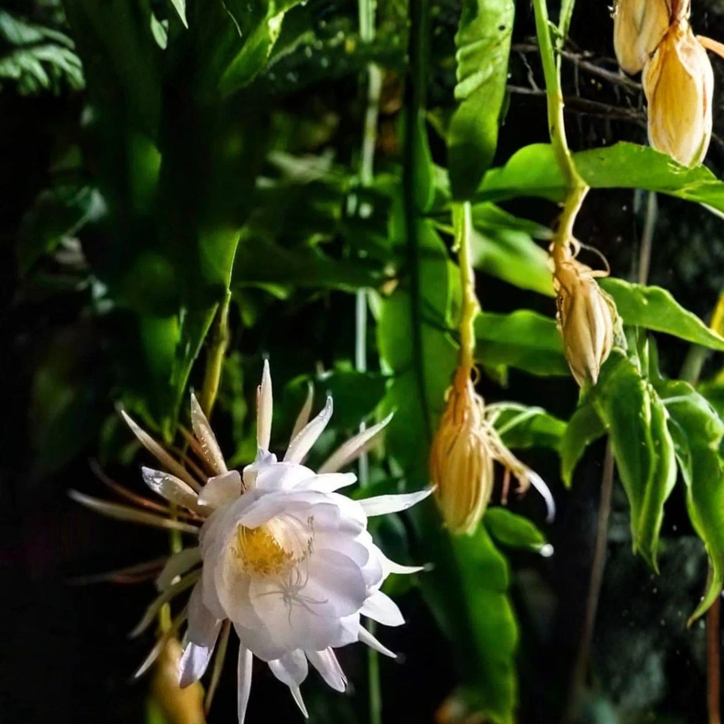 Night-Blooming Cereus Cactus Cutting Queen of the Night Epiphyllum oxypetalum Succulent Plant Indoor Outdoor 6"
