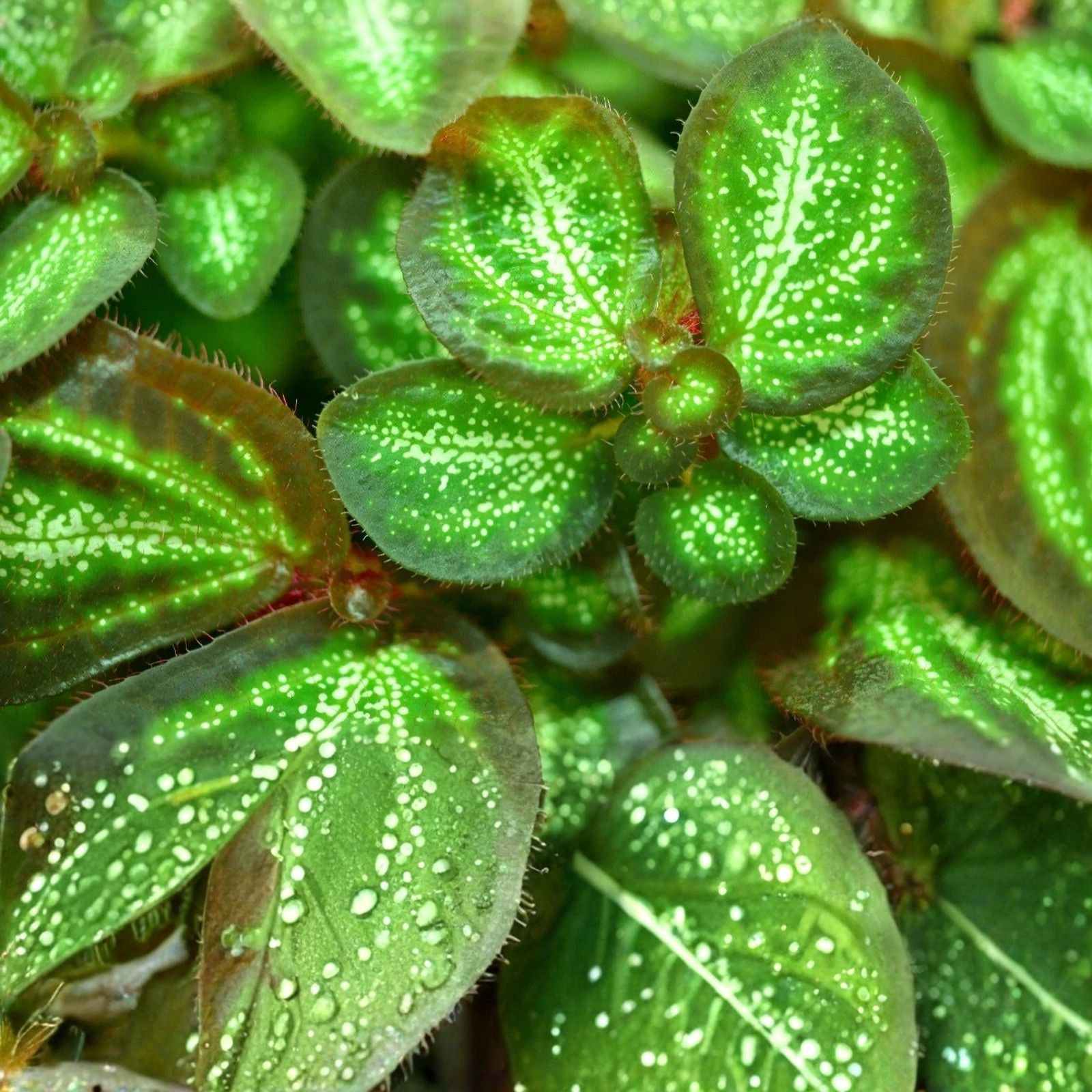 Sonerila White Galaxy Terrarium Plant - Rare Indoor Melastome Houseplant, Live Cutting, Unique Collector's Plant