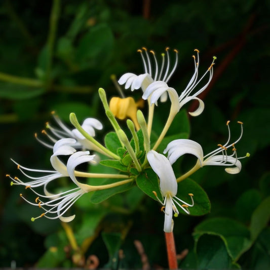 Honeysuckle Vine Live Starter Plants Set of 2, Lonicera japonica, Climbing Garden Plants, Fast-Growing Houseplants