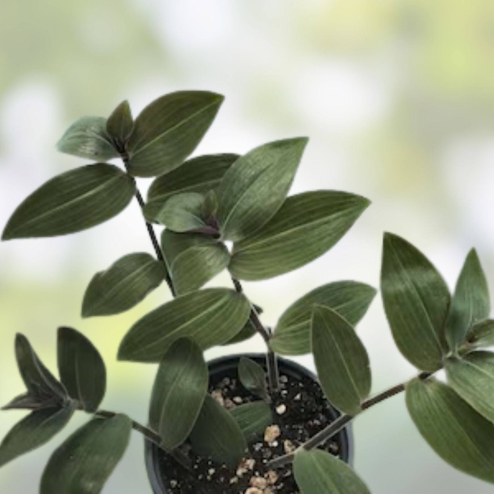 Wandering Jew Cuttings - T. Chrysophylla "Baby Bunny Bellies" Indoor House Plant Propagation - Fast Growing