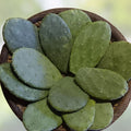 Cactus Pads Opuntia Nopal Edible Succulent for Tortoise Reptiles & Humans – 15+ Healthy Plant Food, New Harvest Quality