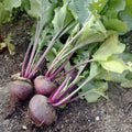 Detroit Dark Red Beet Seeds – Heirloom Non-GMO Beta vulgaris Sweet Beet Starter Plant 50+ Seeds