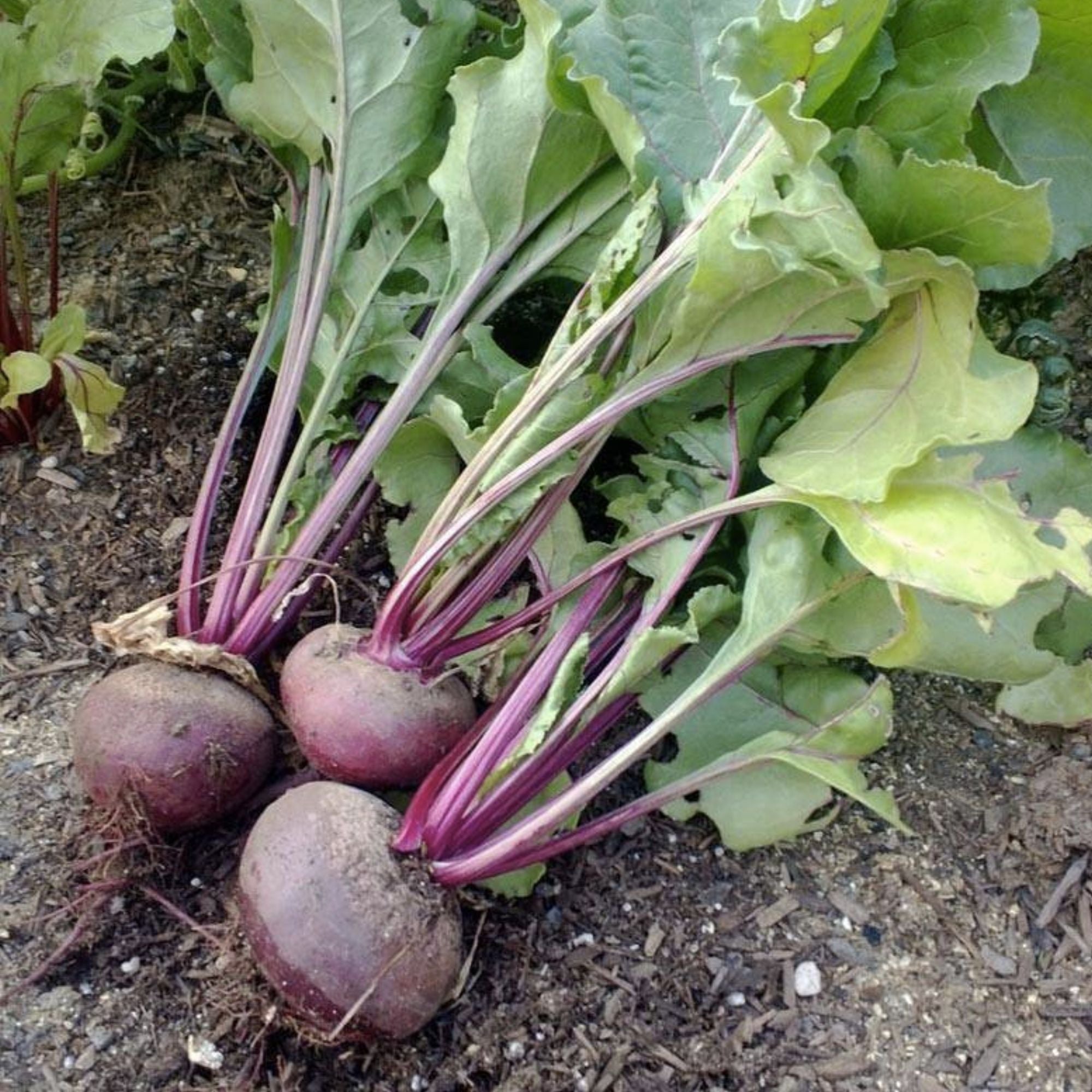 Detroit Dark Red Beet Seeds – Heirloom Non-GMO Beta vulgaris Sweet Beet Starter Plant 50+ Seeds
