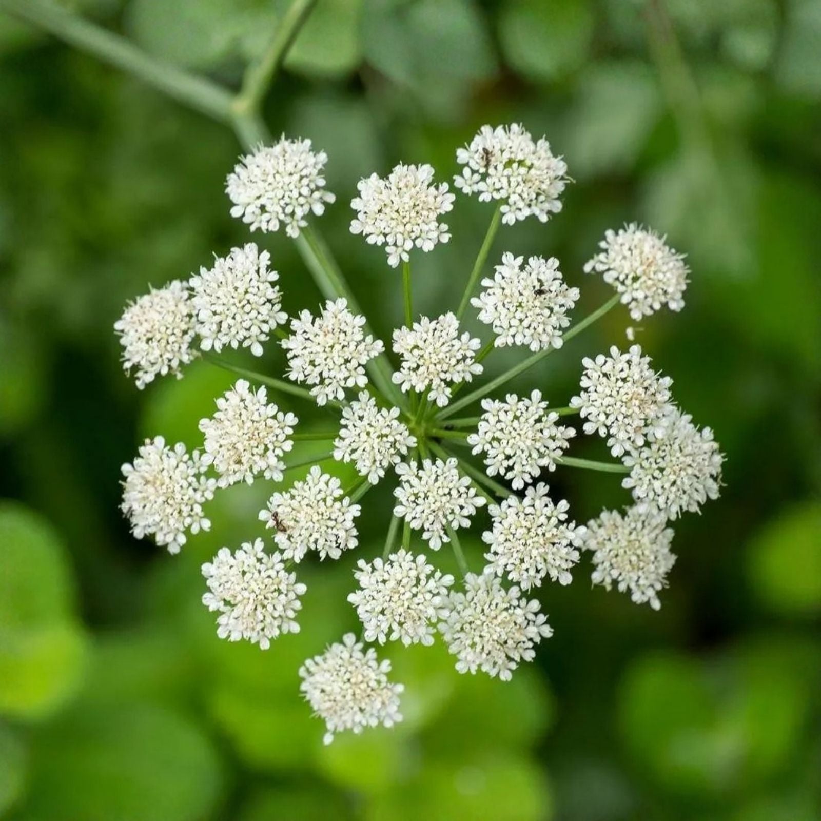 Anise Seeds 25+ Heirloom Herb & Spice Starter Plant, Aromatic Pimpinella anisum, Live Plant, Cutting, Bare Root, Houseplant
