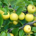Chojuro Pear Cuttings - 4 Golden Brown Round Crispy Propagation Material - Pyrus pyrifolia - Fast Growing Fruit Tree
