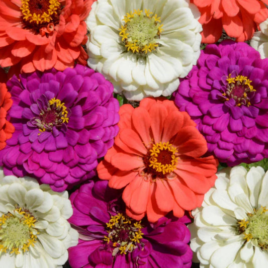 Lava Lamp Zinnia Mix Seeds 100 Organic Colorful Annual Flower Seeds USA Grown Live Plant Cutting