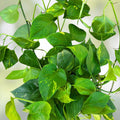 10 Rooted Pothos Cuttings Epipremnum aureum Green Indoor Plant Easy Care Houseplant