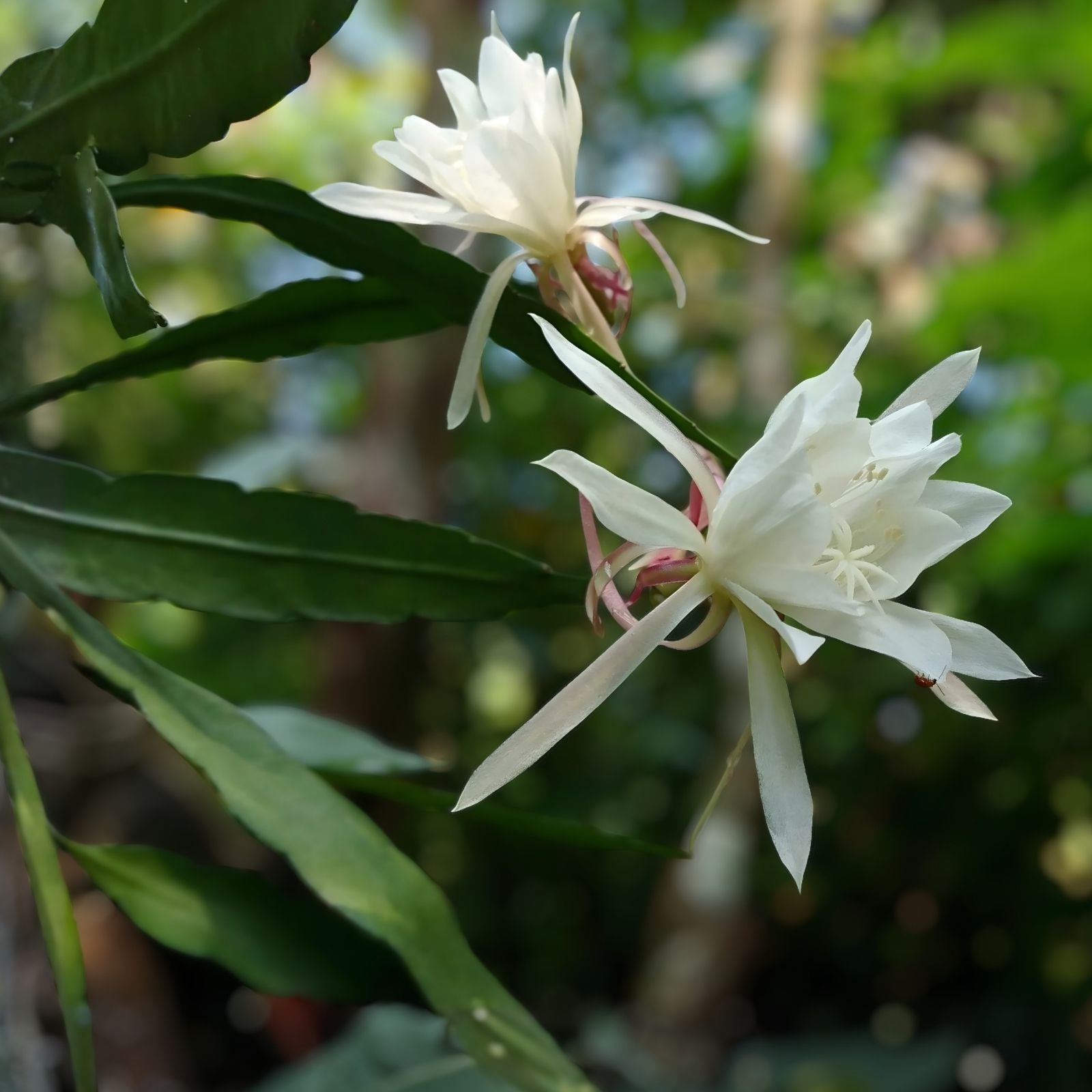 Epiphyllum Oxypetalum Queen of the Night Orchid Cactus Live Indoor Garden Plant Cutting Bare Root Houseplant