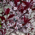 Black Willow Tree Cuttings 6 Pack - Salix nigra Fast Growing Ornamental Shrubs for Landscaping