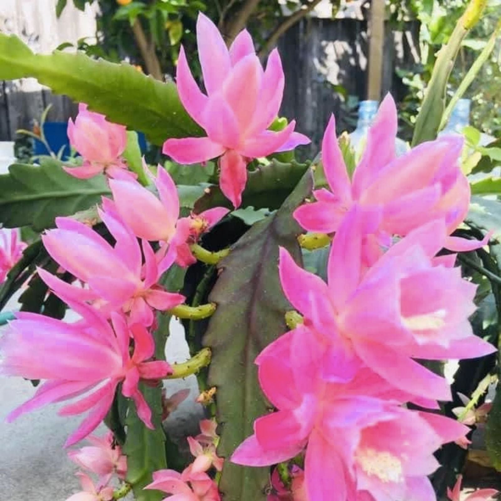 Epiphyllum Kaguyahame Small Flower Plant – 2 Rooted Stems – Rare Orchid Cactus Houseplant – New Harvest Quality