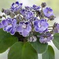 African Violet Cuttings - Optimara Trinidad II - 2 Unrooted Leaves for Propagation - Houseplant Starter Kit - Fast Growing