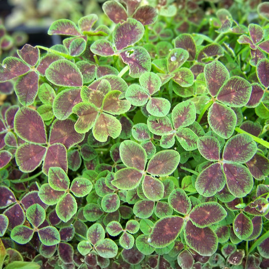 Live Trifolium '4 Luck Coco Mint' Burgundy Green Foliage Ground Cover Starter Plant, Trifolium repens, Zones 4-10