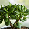 Rooted Jade Plant Succulent Crassula Ovata 4-inch Indoor Houseplant Drought Tolerant Live Plant