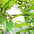 Sawtooth Oak Seedlings 5-Pack | Quercus acutissima Live Tree Plants | Fast Growing Deciduous Landscaping Trees