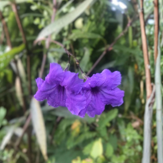 Mexican Petunia Cuttings Purple Flower Hedges Perennial Ruellia simplex 8" Live Plant Starter