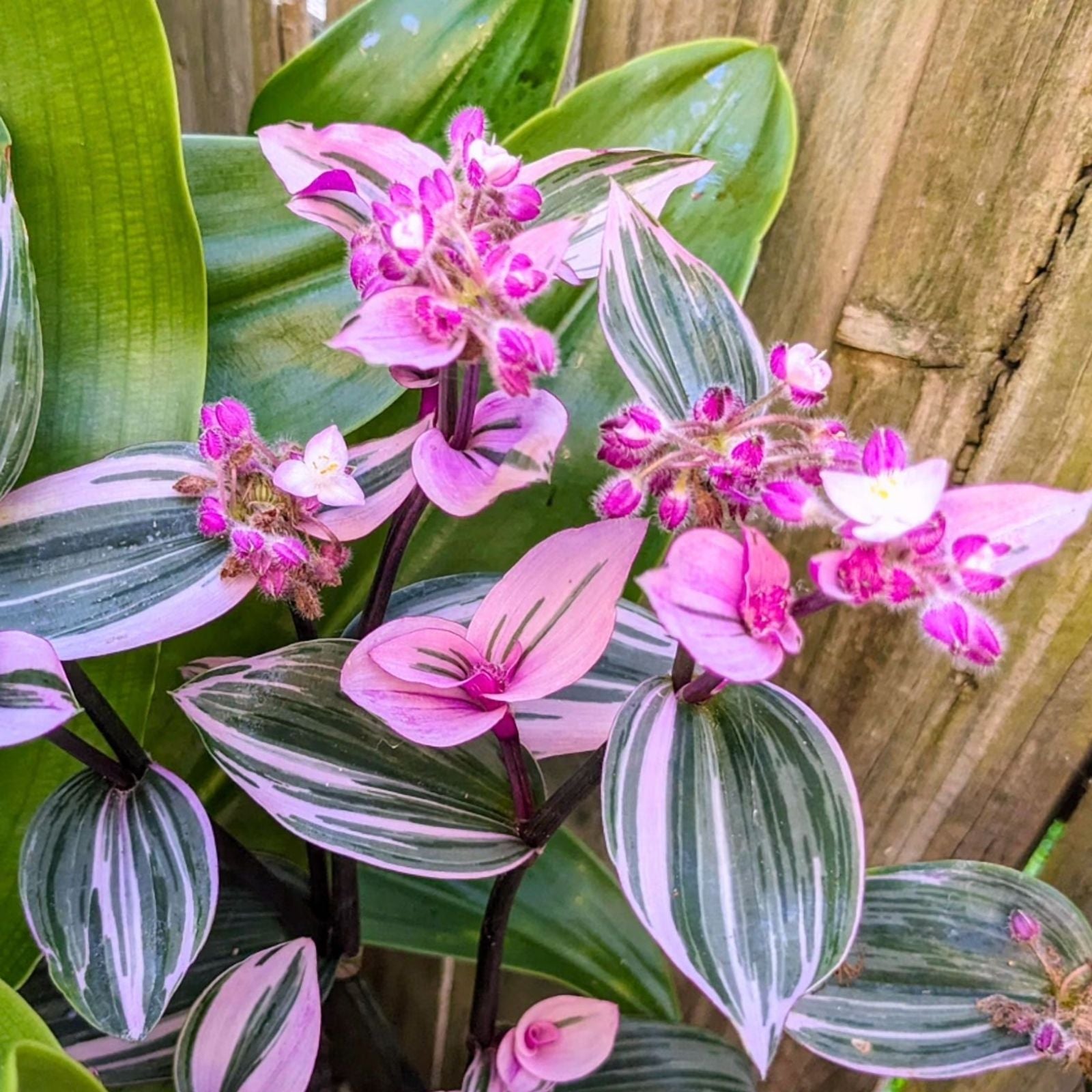 Tradescantia Zebrina Wandering Jew Live Houseplant 2-4" Cutting Indoor Succulent for Home Decor