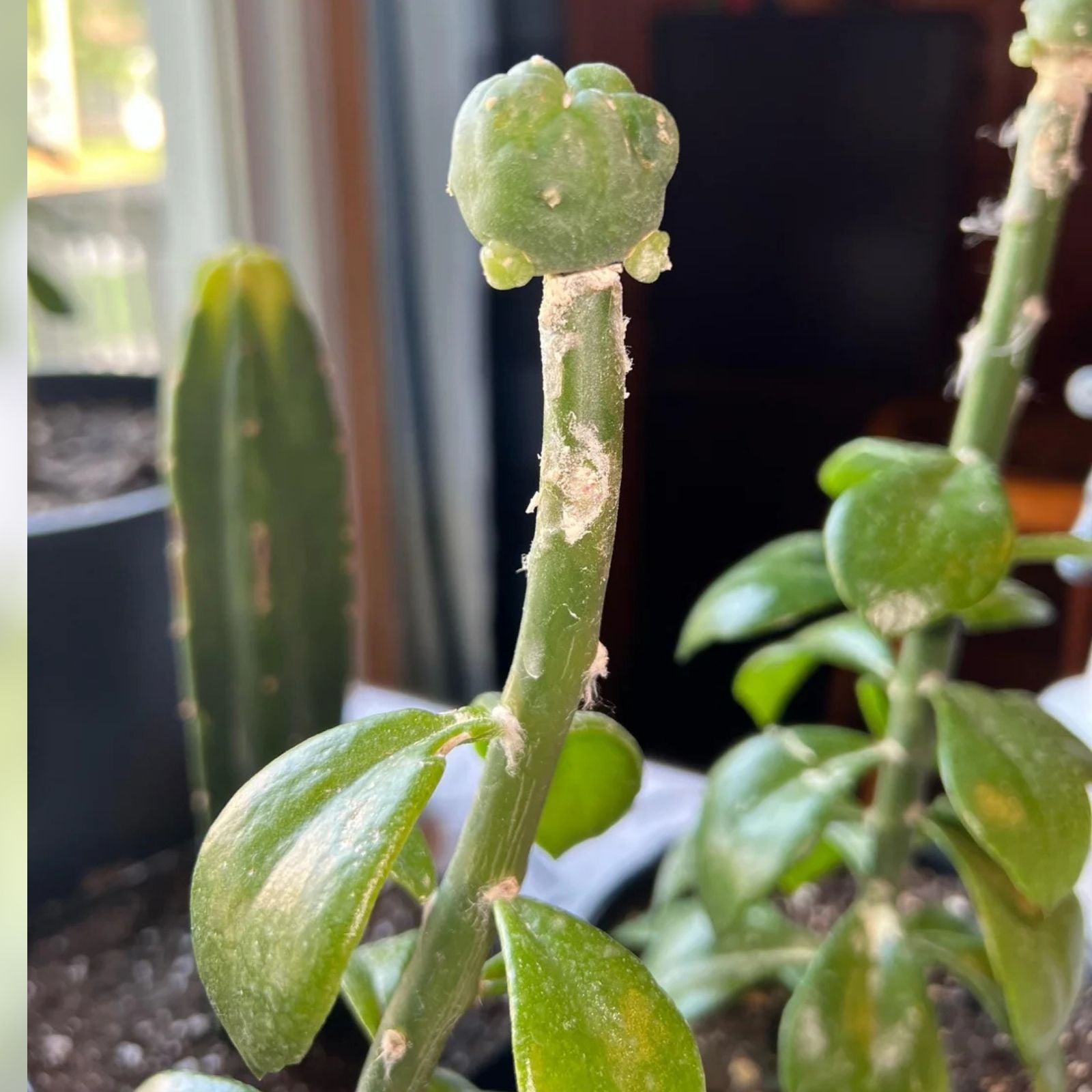 Pereskiopsis Diguetii Grafting Stock Cuttings 5-6 inches Succulent Propagation Live Plant Top Side Cuttings