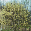 Pink Pussy Willow Live Plant 18" Salix discolor 'Rosea' Deciduous Shrub Pollinator Plant