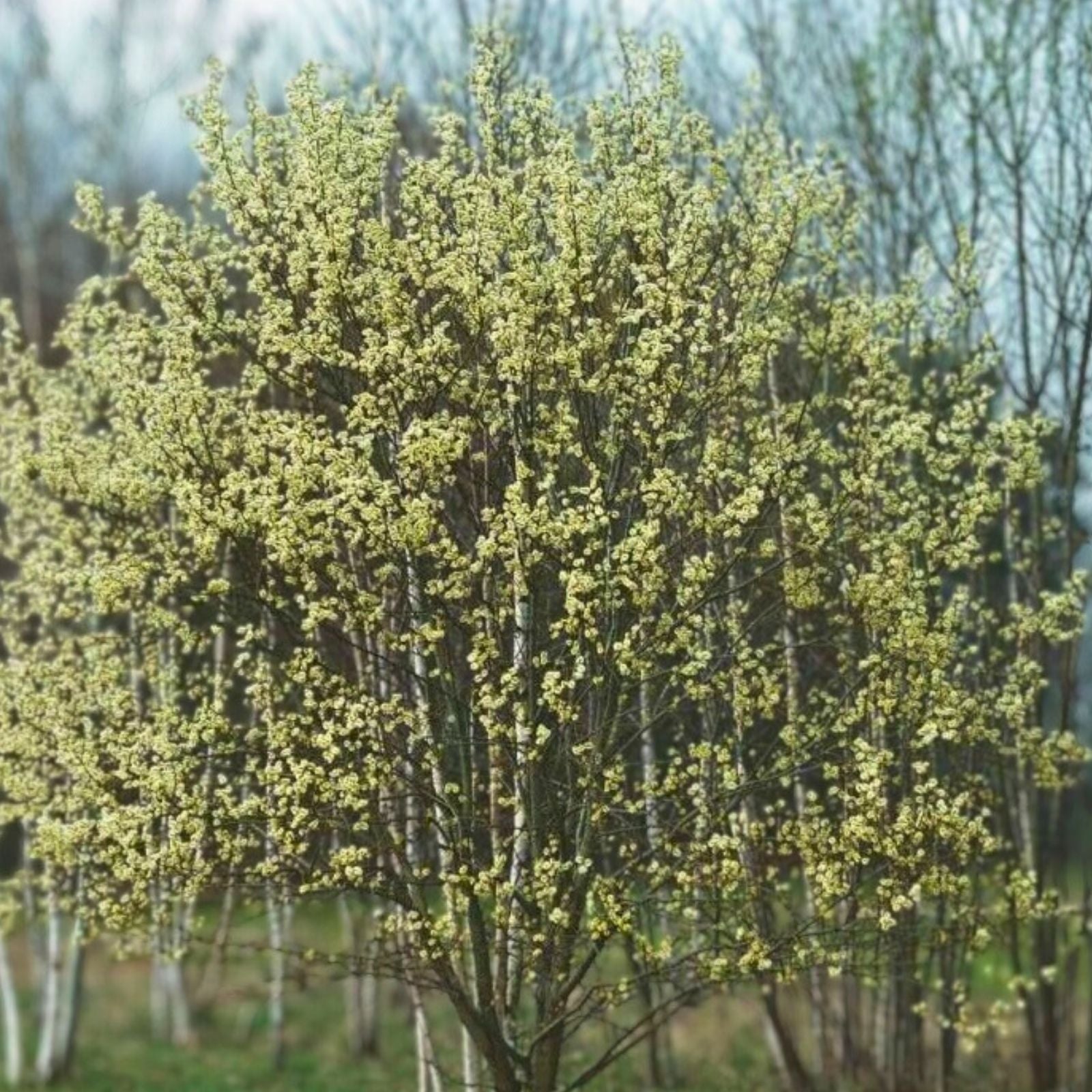 Pink Pussy Willow Live Plant 18" Salix discolor 'Rosea' Deciduous Shrub Pollinator Plant
