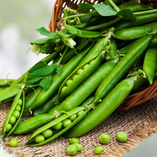 Little Marvel Pea Seeds 500+ Heirloom Non-GMO Pisum sativum Vegetable Garden Seeds, Home Growing, Organic, Edible Plant