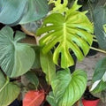 Rooted Cuttings - Large Leaf Arrowhead Philodendron - Indoor Houseplant - Tropical Easy Care - Philodendron sagittifolium