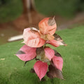 Acalypha Wilkesiana Tricolor Cuttings – Variegated Copperleaf Plant, Tropical Foliage, Live Starter Plant, Indoor or Garden