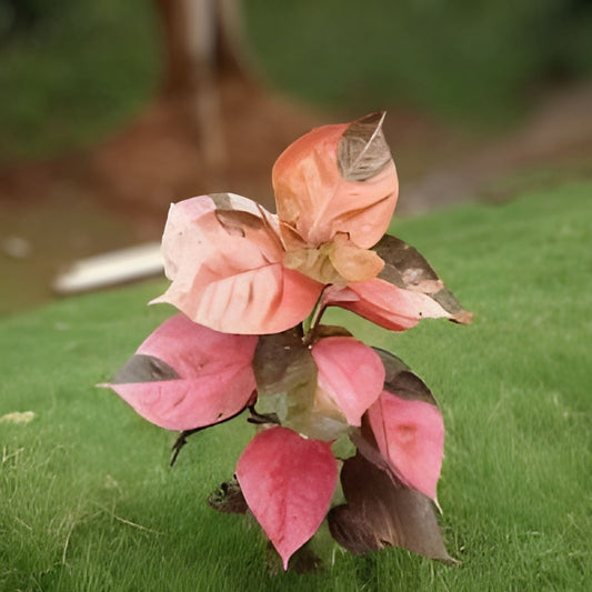 Acalypha Wilkesiana Tricolor Cuttings – Variegated Copperleaf Plant, Tropical Foliage, Live Starter Plant, Indoor or Garden