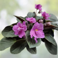 Mini African Violet Unrooted Leaves 2-Pack for Propagation, Fresh Cut Violet Leaves, NL-KNYAGINYA Ol’ga, Easy to Grow
