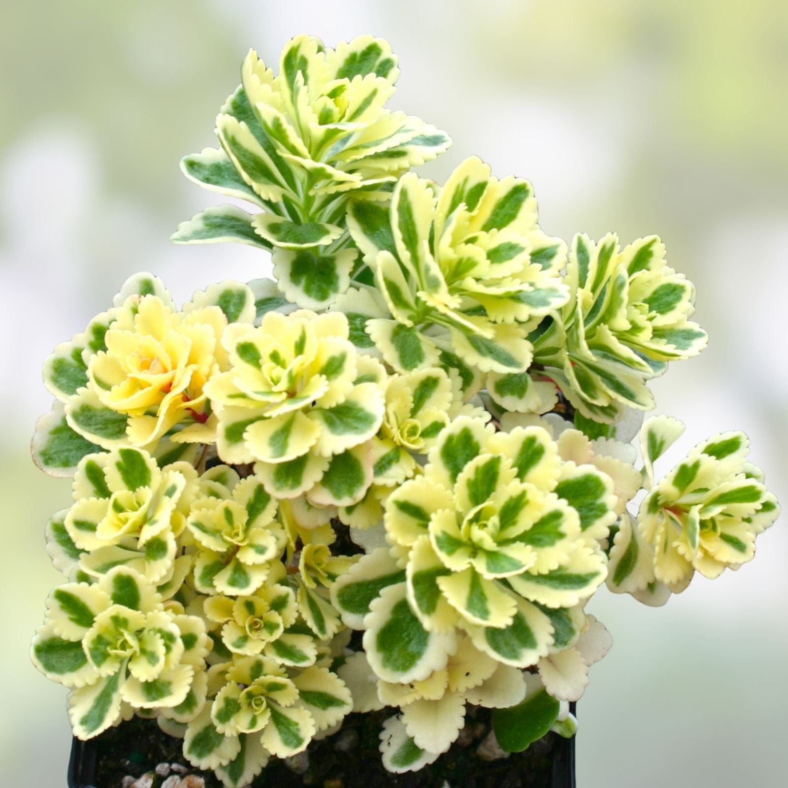 Sedum Takesimense Atlantis Variegated Succulent Plant 2 Inch Live Plant Garden Decor Landscaping