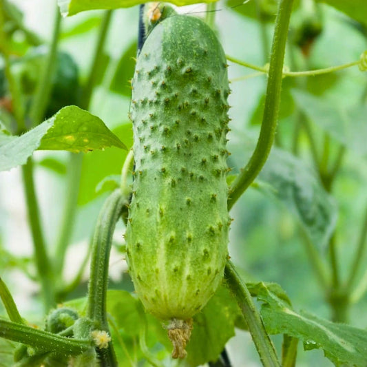 Heirloom Cucumber Seeds Boston Pickling Non-GMO 25+ Cucumis sativus Vegetable Garden Plant Starter