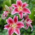 Stargazer Lily Bulbs 10 Pack Pink White Variegated Lilium 'Stargazer' Flowering Bulbs for Garden Planting