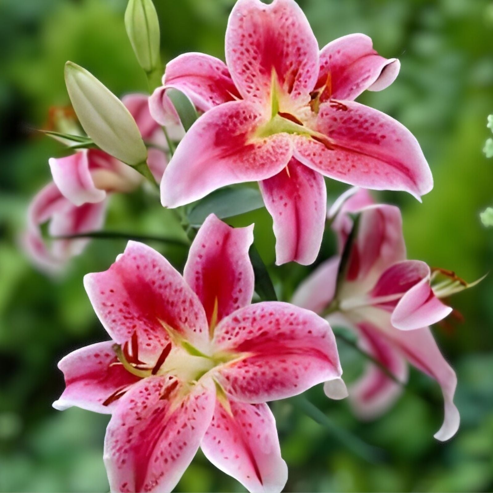 Stargazer Lily Bulbs 10 Pack Pink White Variegated Lilium 'Stargazer' Flowering Bulbs for Garden Planting